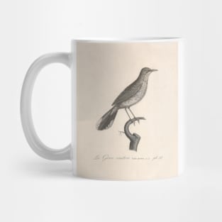 Natural history of vintage birds of North America 3 Mug